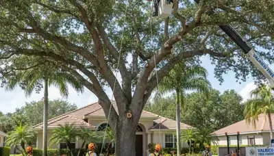 Professional arborists performing large tree removal with bucket truck in Valrico, FL near Tampa