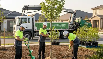 Arborist planting a new tree in residential yard, Tampa FL – professional tree planting service