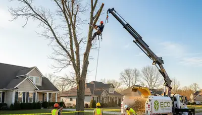Professional tree removal service in Tampa, FL safely cutting and clearing large damaged trees