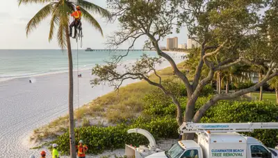 Professional tree removal service in Tampa FL by certified arborists | TreeServicesInTampa.com