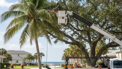 Professional tree removal service in Tampa FL by certified arborists | TreeServicesInTampa.com