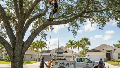Professional tree removal service in Tampa FL by certified arborists | Safe tree cutting experts