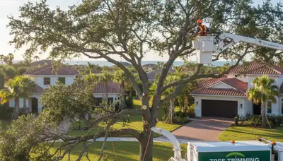 Professional tree removal service in Tampa FL safely cutting and clearing large trees