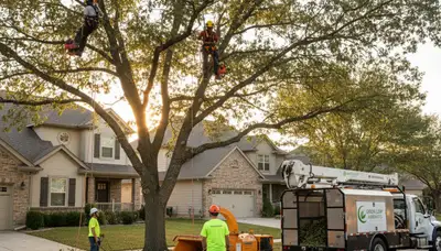 Arborist trimming oak tree branches in Tampa FL yard for Chop Chop Tree tree service