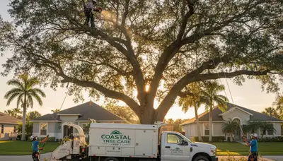 Professional tree removal service in Tampa FL by certified arborists at treeservicesintampa.com