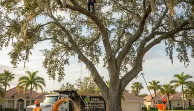 Professional tree removal service in Tampa FL by expert arborists at treeservicesintampa.com