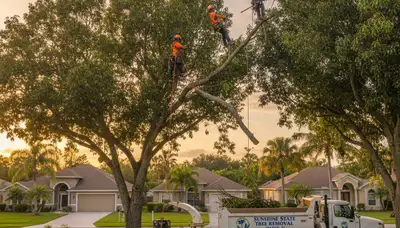 Professional tree removal service in Tampa FL by certified arborists | TreeServicesInTampa.com