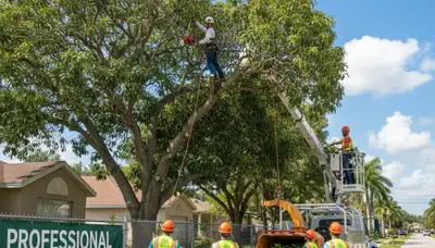 Professional tree removal service in Tampa FL safely clearing residential property trees