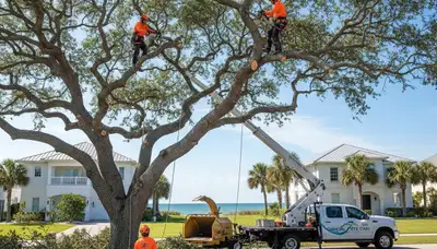 Professional tree removal service in Tampa FL by certified arborists