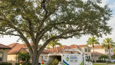 Professional tree removal service in Tampa FL by certified arborists