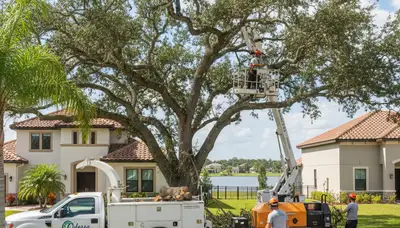 Professional tree removal service in Tampa FL by certified arborists | TreeServicesInTampa.com