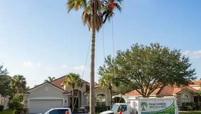 Professional tree removal service in Tampa FL by local certified arborists