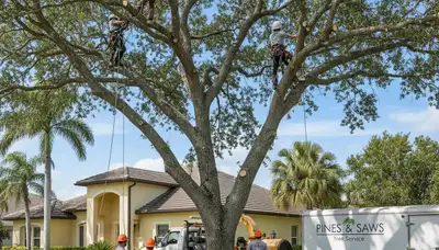 Professional tree removal service in Tampa FL by certified arborists | TreeServicesInTampa.com