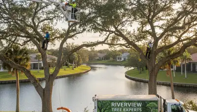 Professional tree removal service in Tampa FL safely cutting and clearing large oak tree