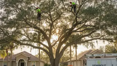 Professional tree removal service in Tampa FL by certified arborists | TreeServicesInTampa.com